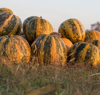 Australian Pumpkin Seed Company