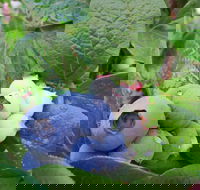 Tuckerberry Hill - Accommodation Port Macquarie