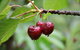 Red Hill Cherry Farm - thumb 0