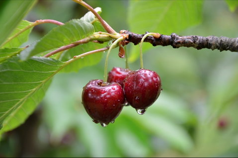 Red Hill Cherry Farm - Accommodation Port Macquarie 0