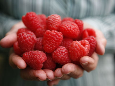 Christmas Hills Raspberry Farm Cafe - Accommodation Port Macquarie 0