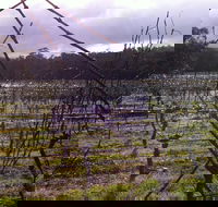Darlington Vineyard - Accommodation Port Macquarie