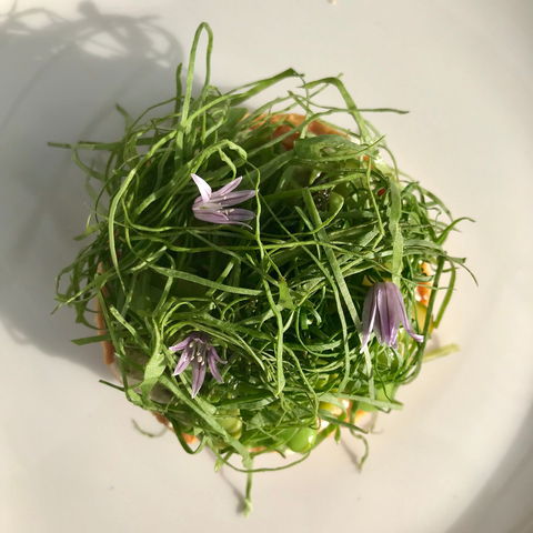 Drink Ottelia + Eat Fodder - Accommodation Port Macquarie 1
