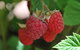 Westerway Raspberry Farm - thumb 0