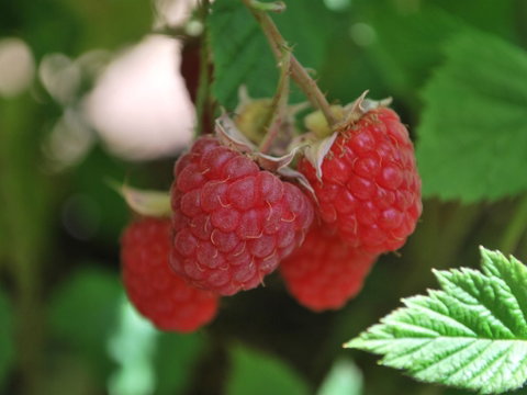 Westerway Raspberry Farm - Accommodation Port Macquarie 0