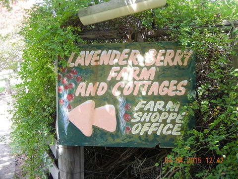 Lavender And Berry Farm Cafe - Accommodation Port Macquarie 0