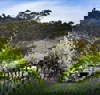 Mount Majura Vineyard - Accommodation Port Macquarie