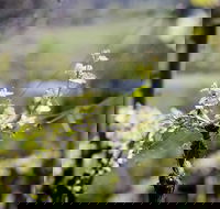 Barrgowan Vineyard - Accommodation Port Macquarie