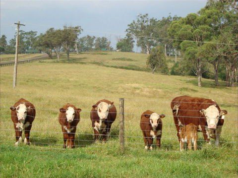 Langdale Farm - Accommodation Port Macquarie 1
