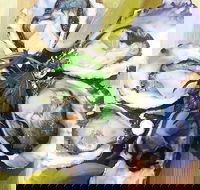 Captain  Co Fish Bar - Accommodation Port Macquarie