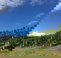 Freycinet Vineyard - Accommodation Port Macquarie