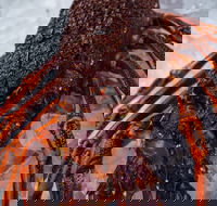 Lobster Shack Tasmania - Accommodation Port Macquarie