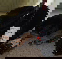 Dog Trap Vineyard - Accommodation Port Macquarie