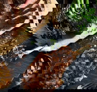 Outback Steakhouse Wollongong - Accommodation Port Macquarie