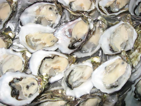 Grunske's By The River Seafood Market And Restaurant - Accommodation Port Macquarie 1
