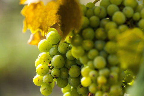 Affleck Vineyard - Accommodation Port Macquarie 0