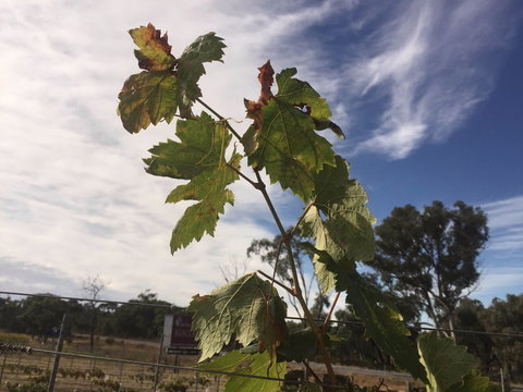 Banca Ridge Cellar Door And Vineyard - Accommodation Port Macquarie 0