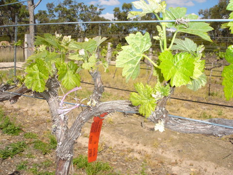 Banca Ridge Cellar Door And Vineyard - Accommodation Port Macquarie 1