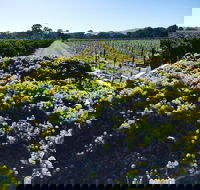 Willows Vineyard - Accommodation Port Macquarie