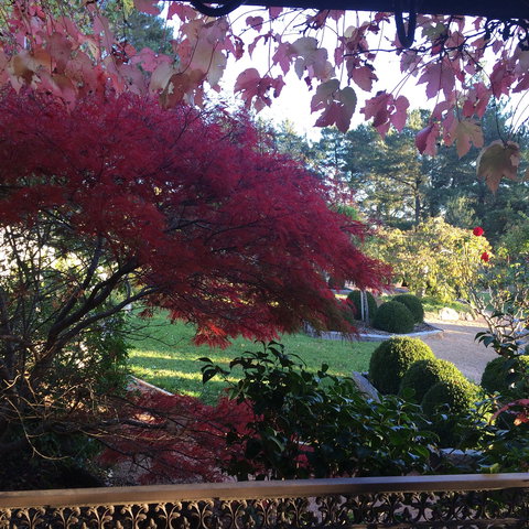 The Scented Rose Garden And Teahouse - Accommodation Port Macquarie 1