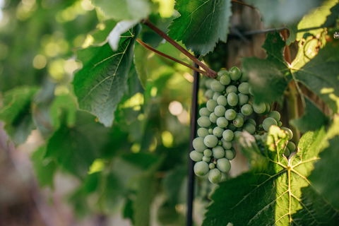 Paramoor Winery - Accommodation Port Macquarie 1