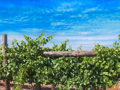 Rowsley Fault Vineyards - Accommodation Port Macquarie 0