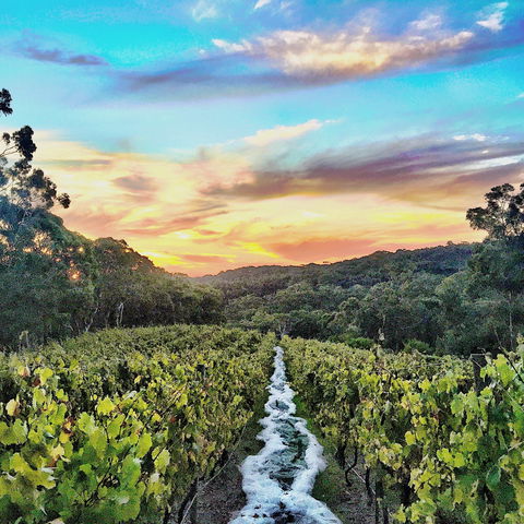 Between The Vines Cellar Door - Accommodation Port Macquarie 0