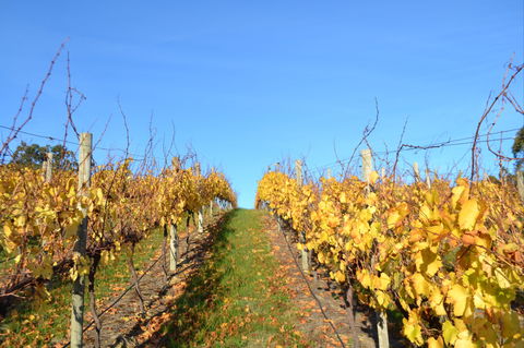 Between The Vines Cellar Door - Accommodation Port Macquarie 1