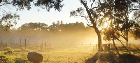 Spot Pea - Accommodation Port Macquarie 0
