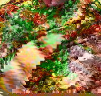 The Angry Pigeon - Accommodation Port Macquarie