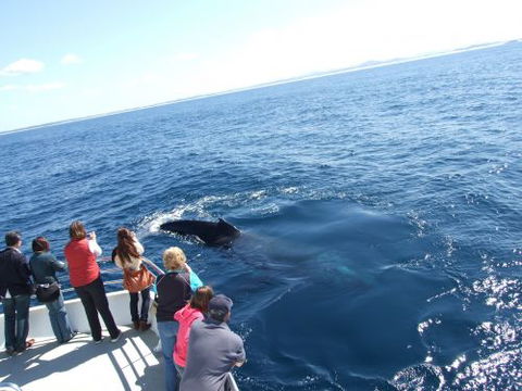 Moonshadow–TQC Cruises - Accommodation Port Macquarie 1