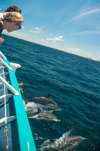 Moonshadow–TQC Cruises - Accommodation Port Macquarie 3