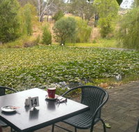 Avocados - Accommodation Port Macquarie