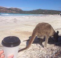 Lucky Bean - Accommodation Port Macquarie