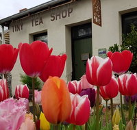 Tiny Tea Shop - Accommodation Port Macquarie