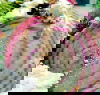 Thunderbird Kitchen - Accommodation Port Macquarie