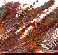 Sails Restaurant - Accommodation Port Macquarie