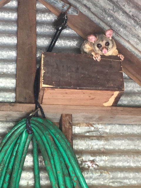 Cafe At Abbie Lane - Accommodation Port Macquarie 1