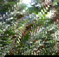 Spirits of Daintree - Accommodation Port Macquarie