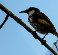 Ivy Cottage - Accommodation Port Macquarie