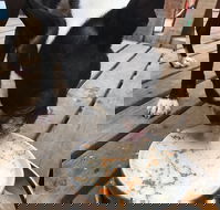 Doghouse - Accommodation Port Macquarie