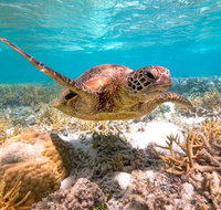 Heron Island Resort - Accommodation Port Macquarie