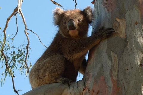 Grassmere House Magill - Accommodation Port Macquarie 31