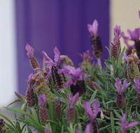 The Purple Door on Seaview - Accommodation Port Macquarie