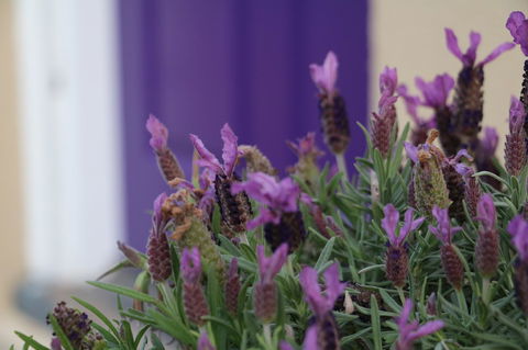 The Purple Door On Seaview - Accommodation Port Macquarie 0