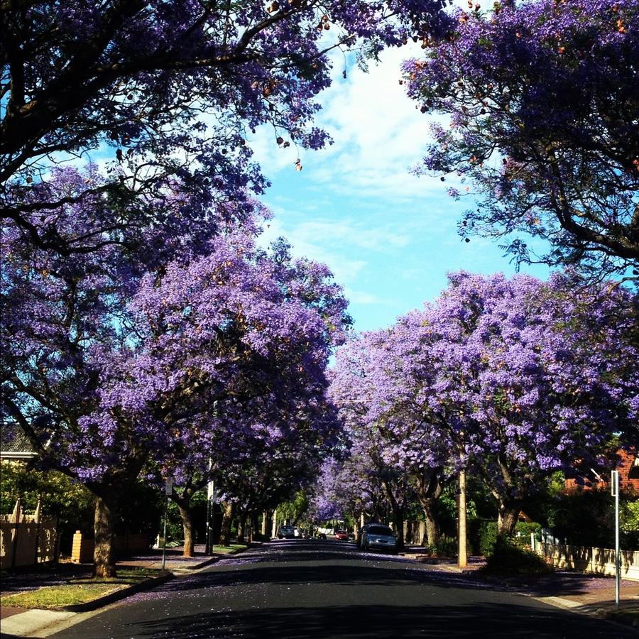 Clarence Park SA Accommodation Port Macquarie