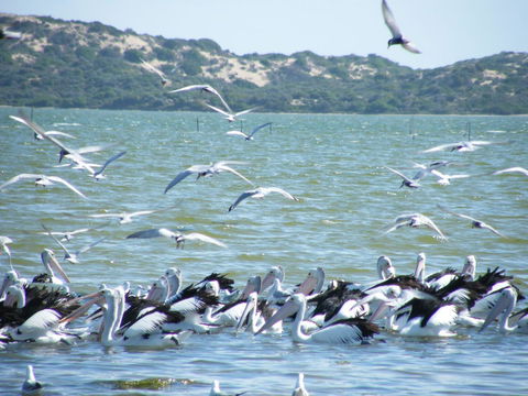 Coorong Waterfront Retreat - Accommodation Port Macquarie 25