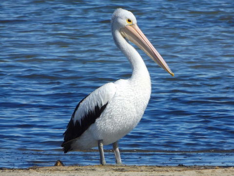 Coorong Waterfront Retreat - Accommodation Port Macquarie 29