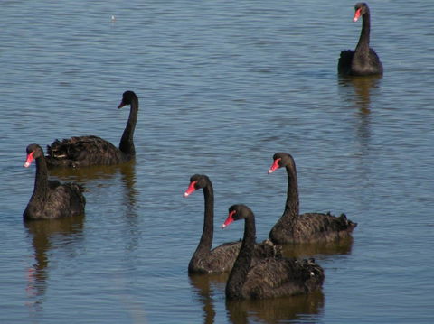 Coorong Waterfront Retreat - Accommodation Port Macquarie 26