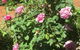 Blyth Cottage Burra - thumb 28